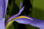 Giant blue iris